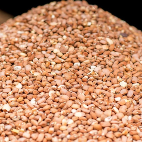 Beans (Oloyin) Picked Grade A- Per Paint